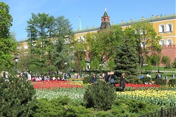 цветы и деревья в Александровском саду