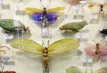 коллекция жуков с прозрачными крыльями