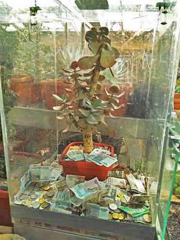денежное дерево в Ботаническом саде МГУ