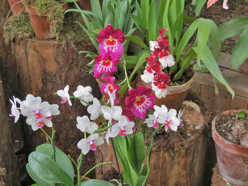красные и белые орхидеи