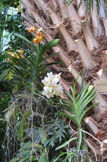 орхидея на пальме