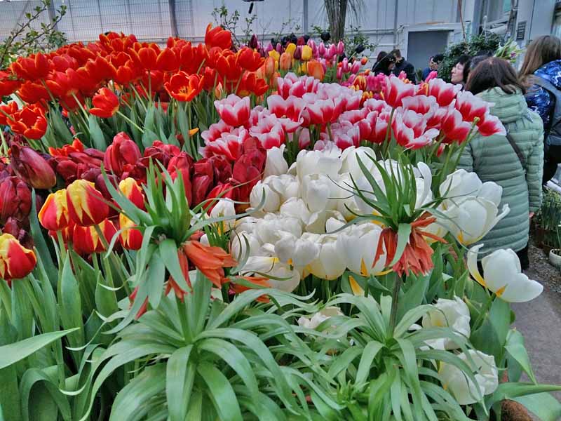 тюльпаны разных цветов