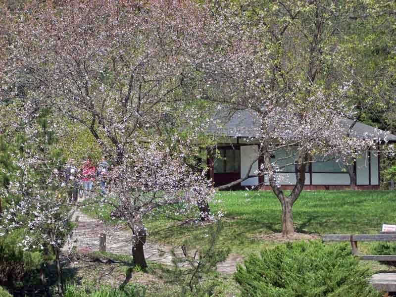 цветущее дерево и чайный домик