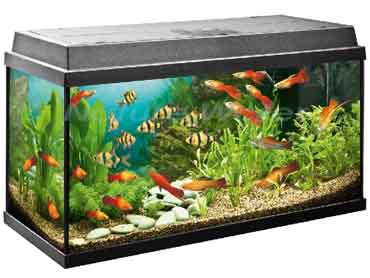 аквариум с растениями и рыбками
