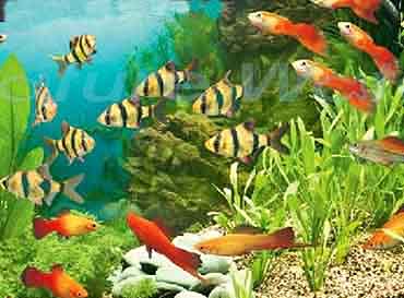 рыбы в аквариуме