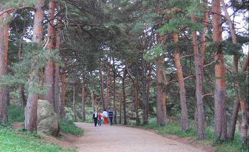 Сосны в Кисловодском парке