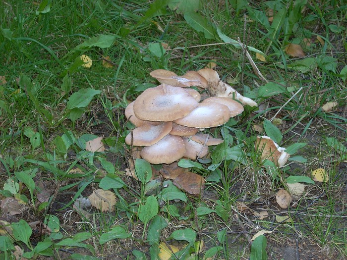 стайка грибов