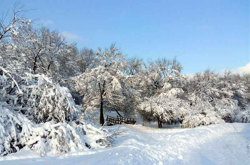 деревья в снегу