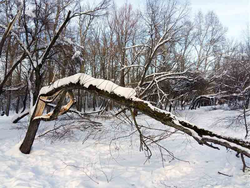 сломанное дерево