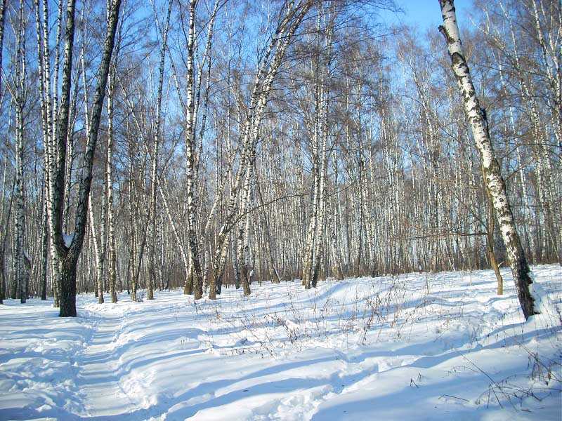 зима в Медведковском парке