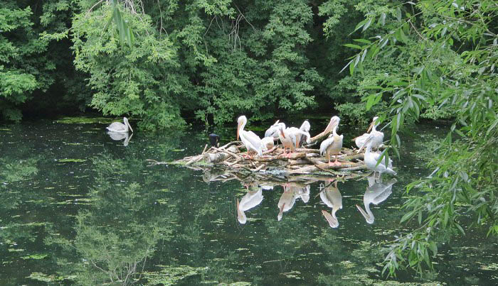 гнездо пеликанов