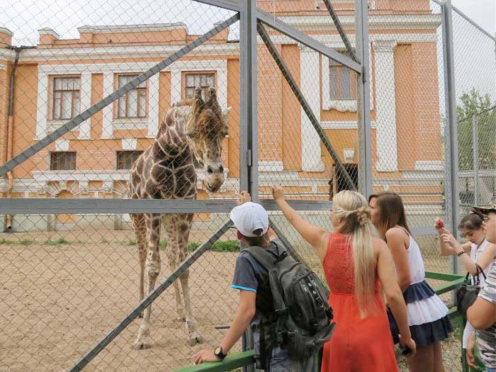 публика кормит жирафа
